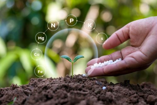 Phân Bón Cho Cây: Chọn Đúng Loại, Bón Đúng Lúc Để Bội Thu