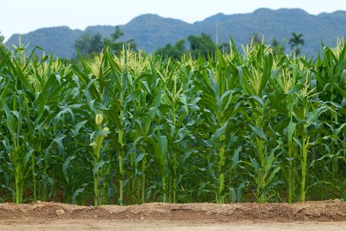 Khoai, Sắn, Ngô: Bí Quyết Bón Phân Hiệu Quả