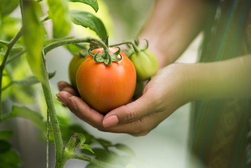 Bón Phân Hiệu Quả: Gốc, Lá và Công Nghệ Mới