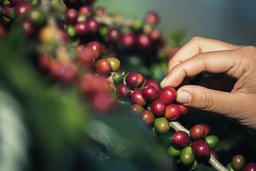 Cách Bón Phân Phù Hợp Cho Đất Trồng Cà Phê Việt Nam