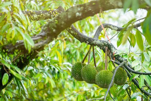 Chọn Phân Bón Phù Hợp Cho Cây Sầu Riêng